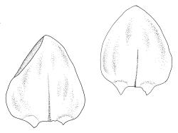 Calliergon richardsonii, leaves. Drawn from C.J. Burrows s.n., Feb. 1971, CHR 343073.
 Image: R.C. Wagstaff © Landcare Research 2014 